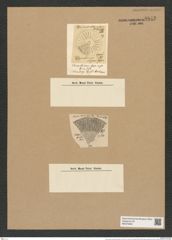 Coscinodiscus pericompsos Rattr. (de-Toni-Nr.: Genus 202, Species 5090) Zeichnungen Sammlung Grunow Nr. 8843 (NHMW-BOT-W0378469)